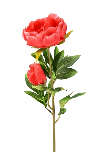 Pivoňka červená 76 cm