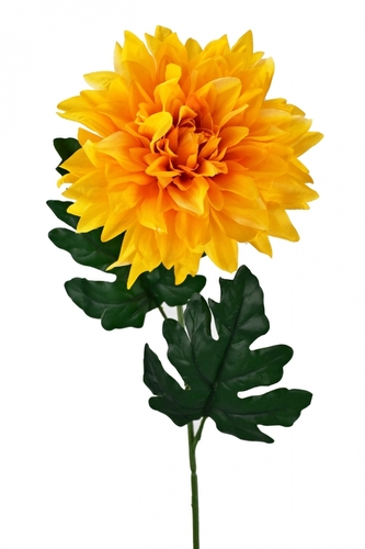 Chryzantéma hvězdicovitá oranžová 65 cm