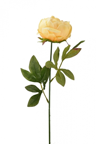 Pivoňka meruňková 65 cm