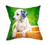 Forbyt  Fotopolštář, Dalmatín, 40 x 40 cm samostatný návlek