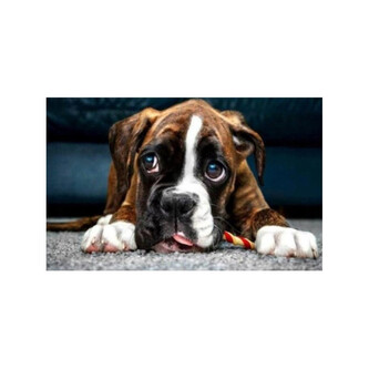 Norimpex Diamantové malování Psí oči 30x40cm