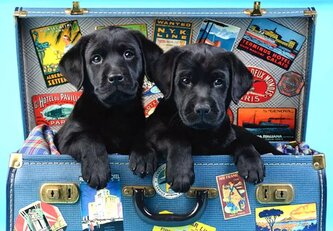 ANATOLIAN Puzzle Labradoři na cestách 500 dílků