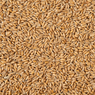 Pšenice špalda BIO