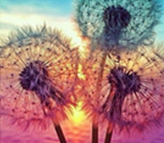 Diamantový obrázek - Odkvetlé pampelišky 30x40 cm