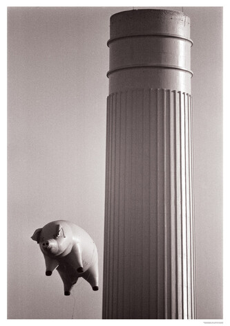 Plakát, Obraz - Pink Floyd - Animals – Inflatable pig 1976, 59.4 × 84 cm
