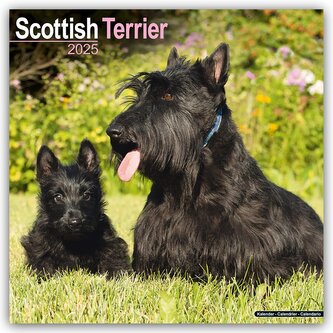 Kalendář 2025 Scottish Terrier, 30,5 x 30,5 (30,5 x 61) cm
