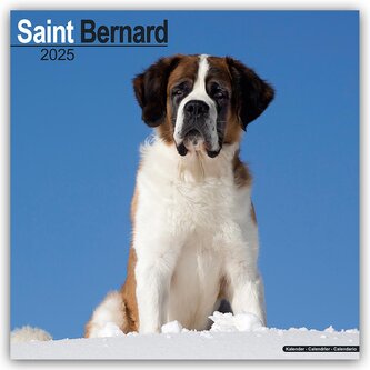 Kalendář 2025 Saint Bernard, 30,5 x 30,5 (30,5 x 61) cm