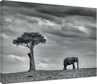 Obraz na plátně Mario Moreno - Land of Giants, 2 - 80×60 cm