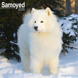Kalendář 2025 Samoyed, 30,5 x 30,5 (30,5 x 61) cm