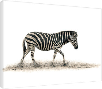 Obraz na plátně Mario Moreno - The Zebra, 2 - 80×60 cm