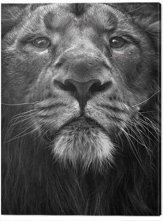 Obraz na plátně Marina Cano - The King, 2 - 40×50 cm