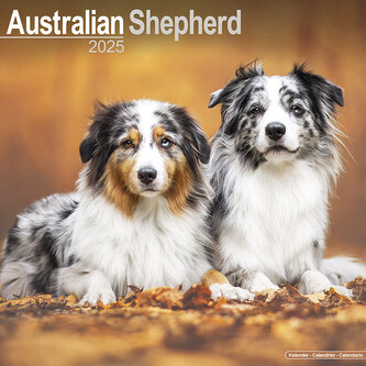 Kalendář 2025 Australian Shepherd, 30,5 x 30,5 (30,5 x 61) cm