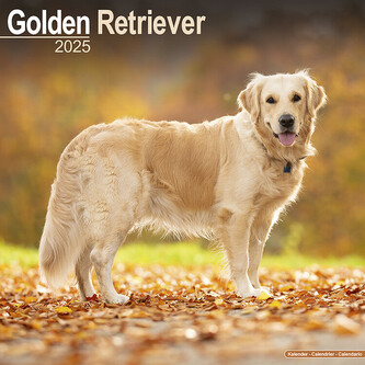 Kalendář 2025 Golden Retriever, 30,5 x 30,5 (30,5 x 61) cm