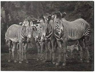 Obraz na plátně Marina Cano - Zebras, 2 - 80×60 cm