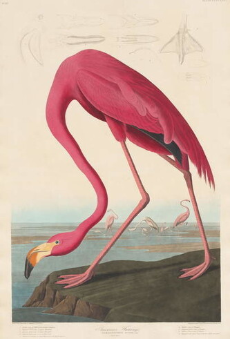 Obrazová reprodukce American Flamingo, 1838, John James (after) Audubon, 26.7 × 40 cm