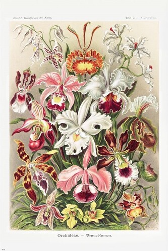 Plakát, Obraz - Ernst Haeckel - Orchideen, 61 × 91.5 cm