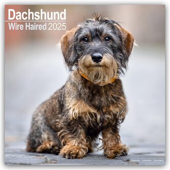 Kalendář 2025 Wirehaired Dachshund, 30,5 x 30,5 (30,5 x 61) cm
