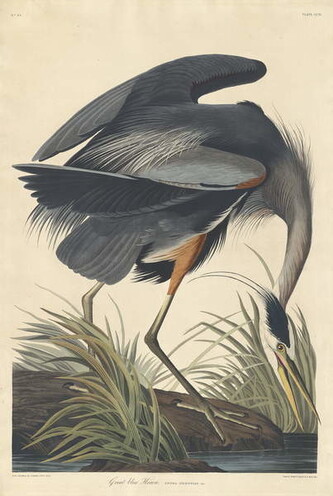 Obrazová reprodukce Great blue Heron, 1834, John James (after) Audubon, 26.7 × 40 cm