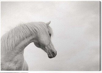 Obraz na plátně Carys Jones - The Curve II, 2 - 80×60 cm