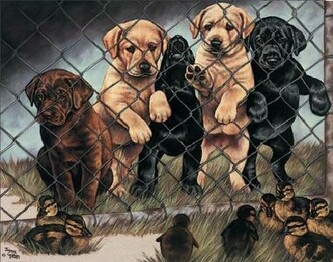 Plechová cedule GRAHAM - Jail Birds, 40 × 31.5 cm