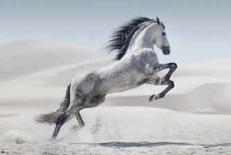 Plakát, Obraz - Kůň - Andaluz, 91.5 × 61 cm