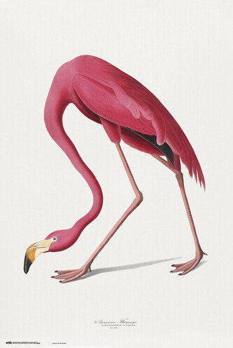 Plakát, Obraz - American Flamingo, 61 × 91.5 cm
