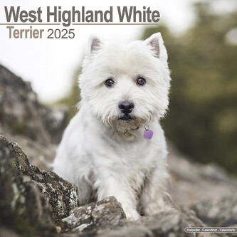 Kalendář 2025 West Highland Terrier, 30,5 x 30,5 (30,5 x 61) cm