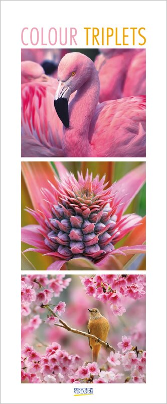 Colour Triplets 2025