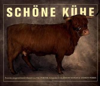 Schöne Kühe