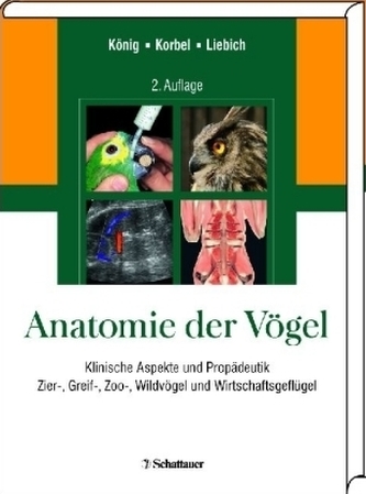 Anatomie der Vögel