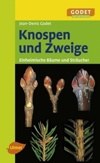 Knospen und Zweige