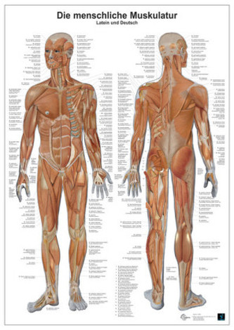 Anatomie-Lerntafel - Die menschliche Muskulatur