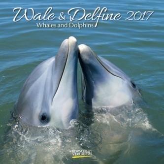 Wale und Delfine 2017