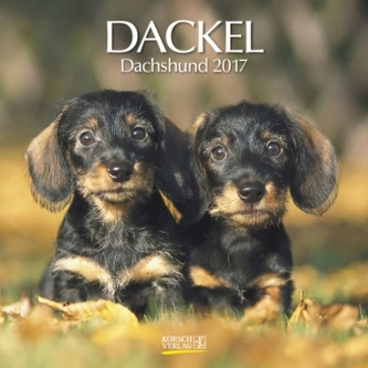 Dackel 2017