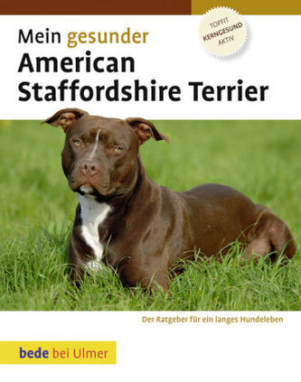 Mein gesunder American Staffordshire Terrier
