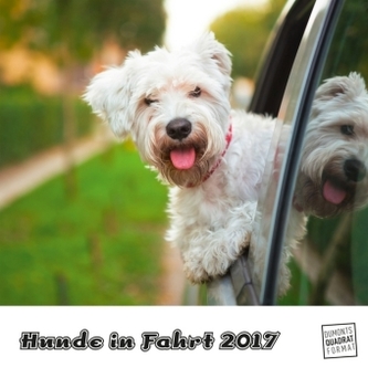 Hunde in Fahrt 2017 Hunde in Fahrt 2017