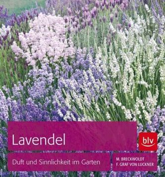 Lavendel
