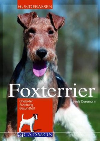 Foxterrier