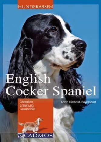 English Cocker Spaniel
