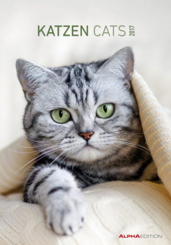 Katzen / Cats 2017