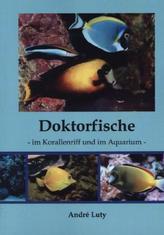 Doktorfische im Korallenriff und im Aquarium