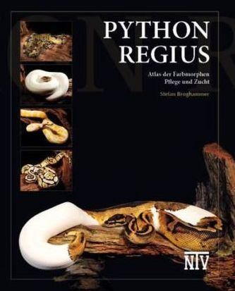 Python regius
