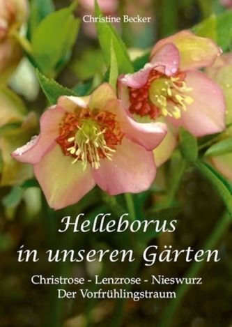 Helleborus in unseren Gärten