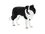 Mojo Animal Planet Border kólie Mojo Animal Planet Border kólie