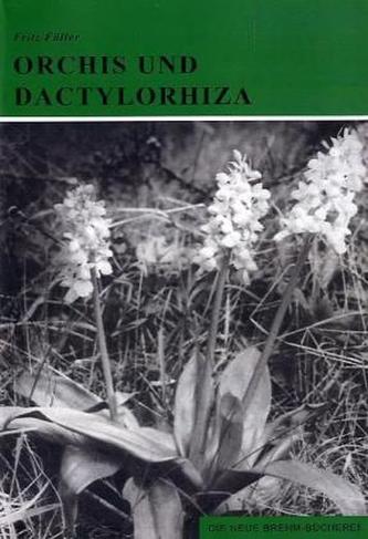 Orchis und Dactylorhiza