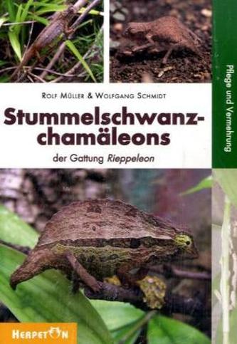Stummelschwanzchamäleons der Gattung Rieppeleon
