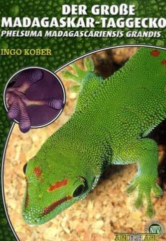 Der Große Madagaskar-Taggecko