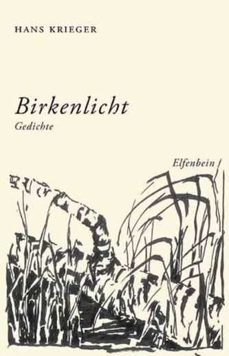 Birkenlicht