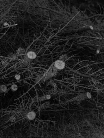 History of the Visit