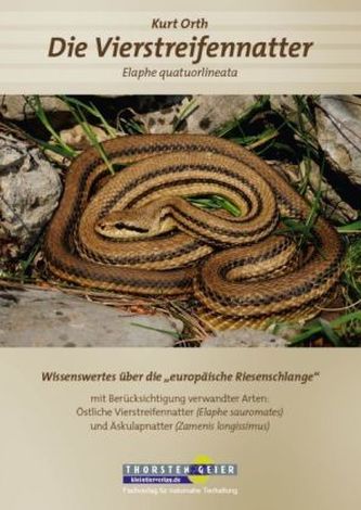 Die Vierstreifennatter Elaphe quatuorlineata